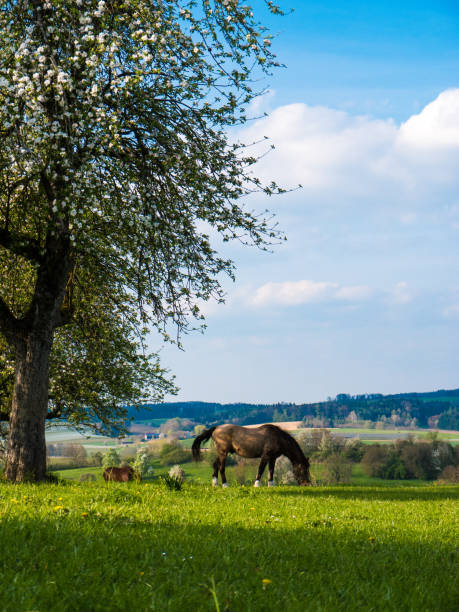 istock Brown horse standing on a meadow in rural Germany 672603052