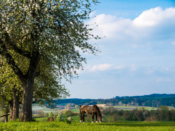 istock Brown horse standing on a meadow in rural Germany 672603194