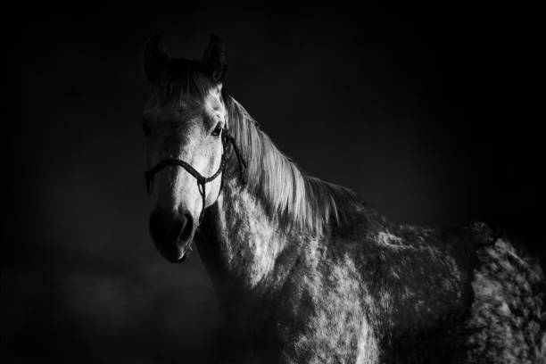 istock Horse portrait 672610418