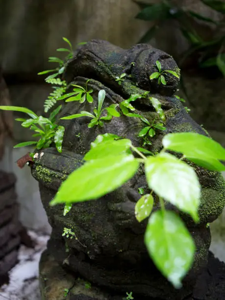 Photo of Plants growing from a frog statue