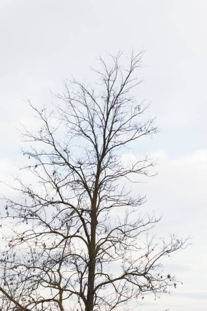 copyspace と裸木 - oak tree treelined tree single object ストックフォトと画像