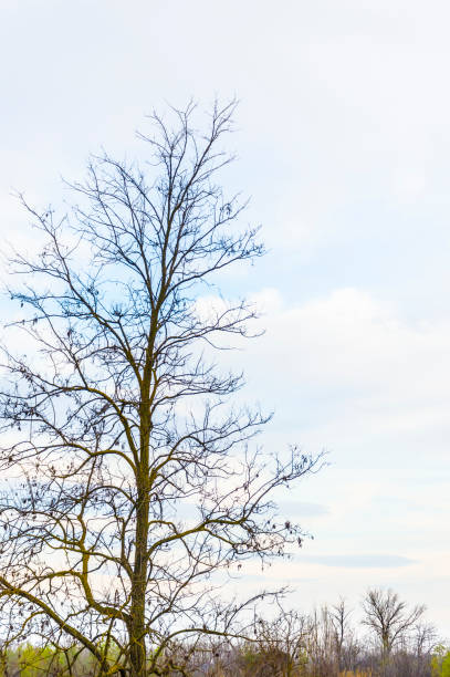 albero nudo con spazio di copia - oak tree treelined tree single object foto e immagini stock