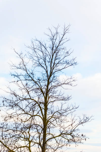 albero nudo con spazio di copia - oak tree treelined tree single object foto e immagini stock