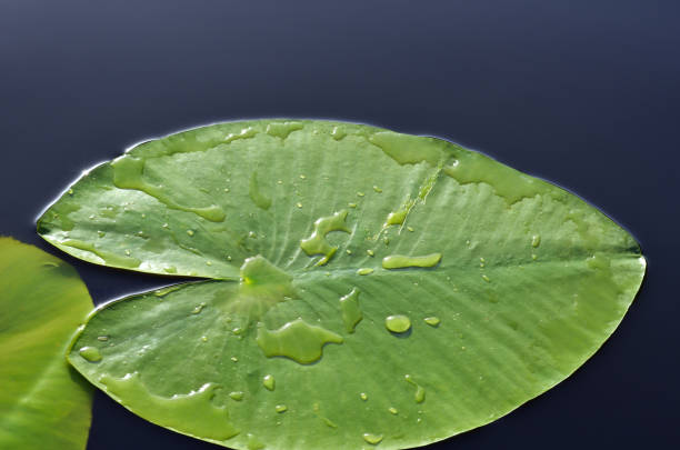 istock Sheet of water lilies. 672617338