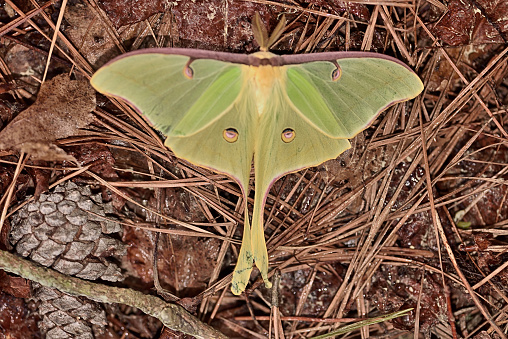 A male luna moth, Actias luna, rest on the forest floor in pine straw after a sexual encounter during he fertilized a batch of eggs his mate released them from her abdomen