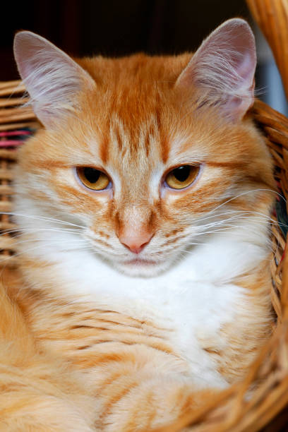 istock Portrait of a young red-haired cats 672618088