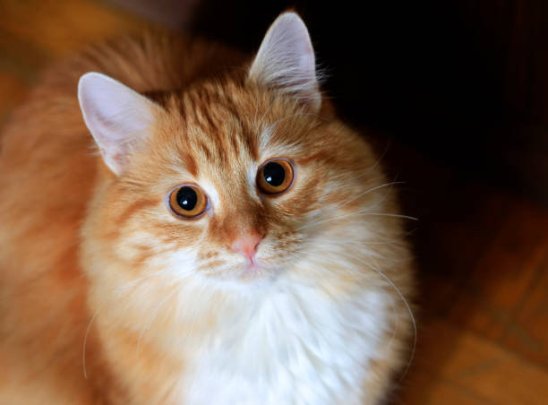 istock Portrait of a young red-haired cats 672619412