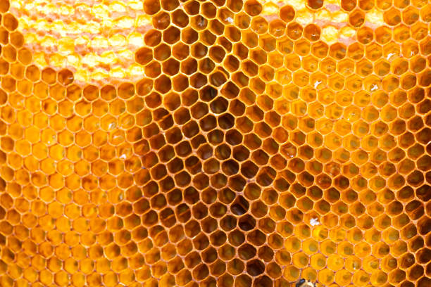 istock Bee collecting honey in honeycomb 672624176