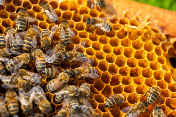 istock Bee collecting honey in honeycomb 672626536