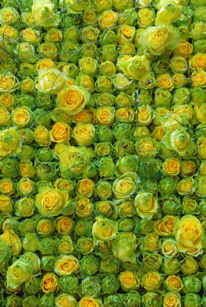istock Colour Palette of green Roses 672626806