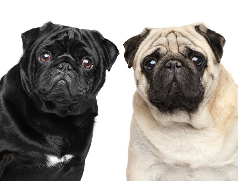 Two pugs. Portrait isolated on white background