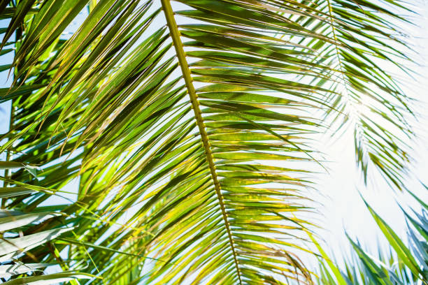 istock Palm green leaves in tropics, natural texture. Palm and sun 672630682