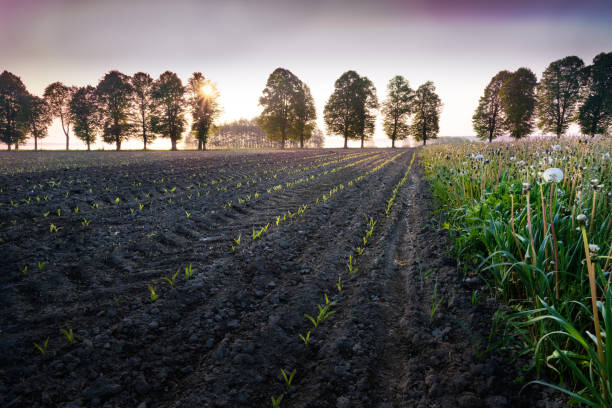 sale el sol sobre el campo de maíz - morning cereal plant fog corn crop fotografías e imágenes de stock