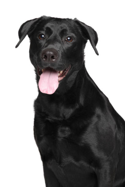 istock Close-up of Black Labrador dog 672630712