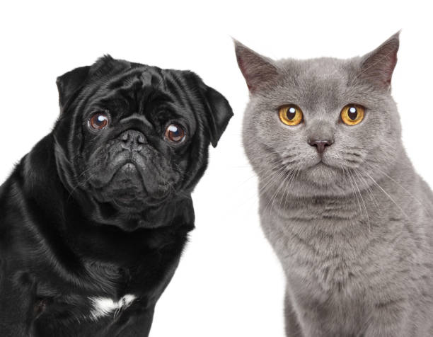 istock Cat and Dog together 672630856