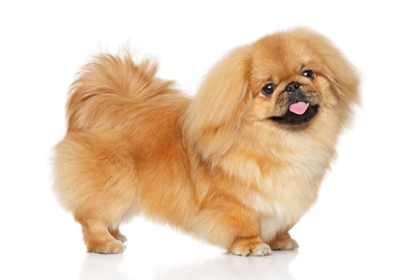 istock Pekingese dog in stand 672631088