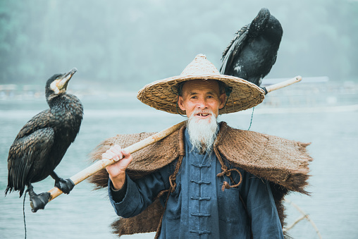 Traditional Chinese 75 year old senior fisherman in traditional clothes and bamboo hat on his wooden fishing raft with two cormorants fishing on the Li River in the early morning fog light at sunrise. Shot at Xing Ping, close to the city of Yangshuo County, Guangxi, Guilin, China. Edited Colors.