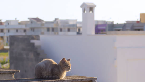 istock Cat relaxes on country roofs 672634826