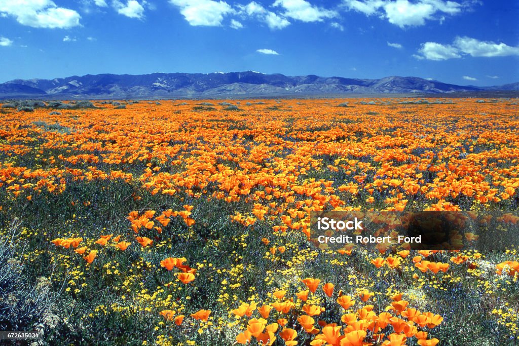 Antelope Valley California Poppy Reserve State Natural Reserve west of Lancaster California California Stock Photo