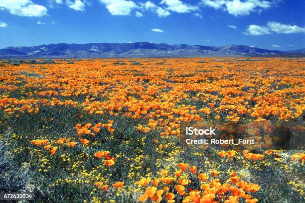 Antelope Valley California Poppy Reserve State Natural Reserve West Of Lancaster California Stock Photo - Download Image Now