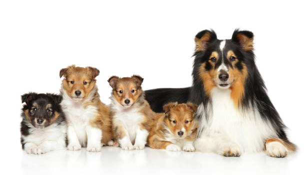istock Shetland sheepdog family 672637404