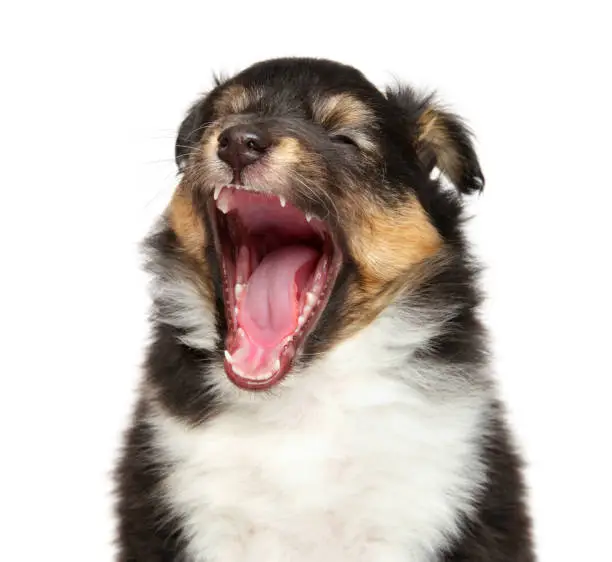 Shetland sheepdog puppy yawn on white background