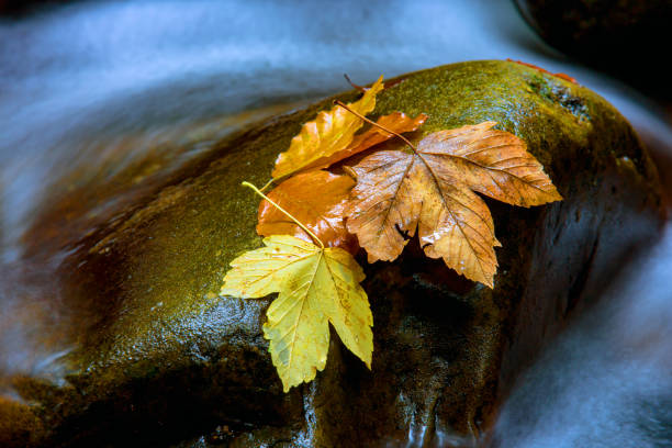 hojas de otoño en piedra oscura en el agua del arroyo de montaña - autumn water leaf stream fotografías e imágenes de stock