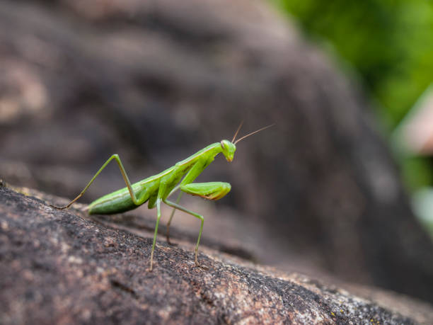 Large female praying mantis