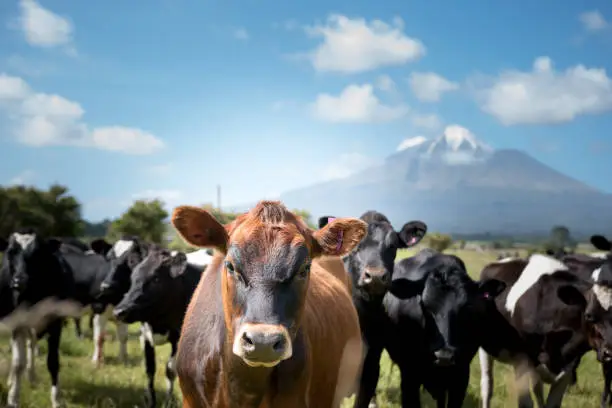 New Zealand Mount Taranaki, Curious looking cow'swith a volcano in the background