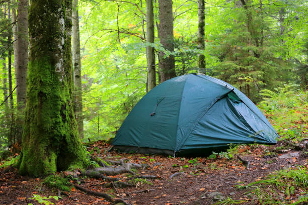 istock Tourist tent in forest 672647396