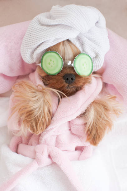 istock Yorkshire Terrier wearing Sleeping Mask at the Pet Grooming Salon 672648030