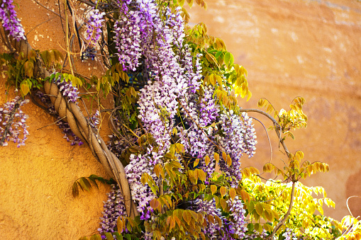 Santa Fe, NM: Gorgeous Purple Wisteria Hangs On Old Adobe Wall. Copy space available.