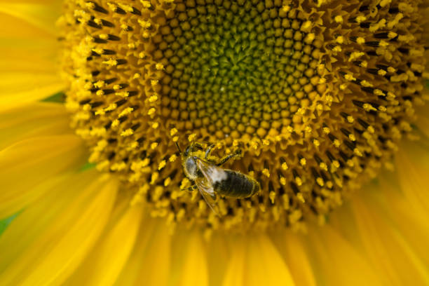 istock honeybee collects pollen on yellow sunflower 672650570