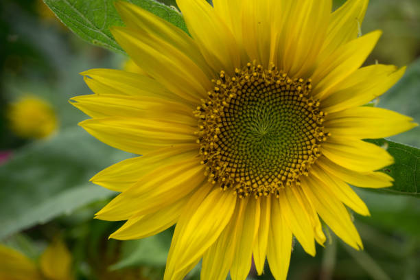 istock beautiful sunflower at the field 672650628