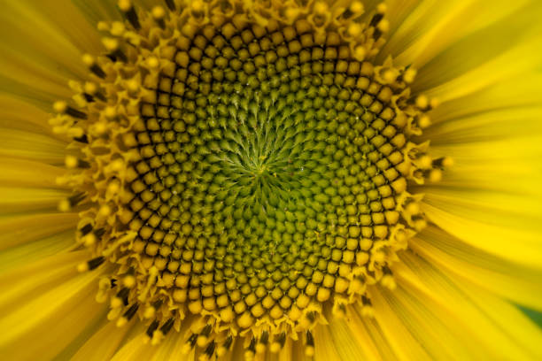 istock macro shot of a beautiful sunflower 672650710