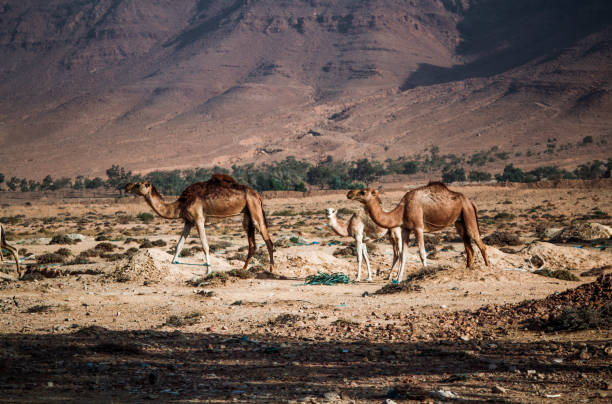 istock Desert landscape of Tunisia 672651032