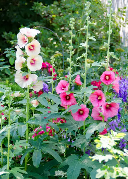 Hollyhock flowers in country garden close-up