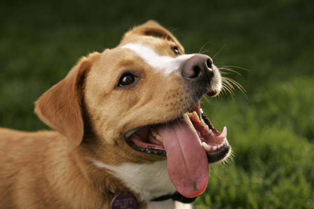 istock Dog with tongue out 672654076