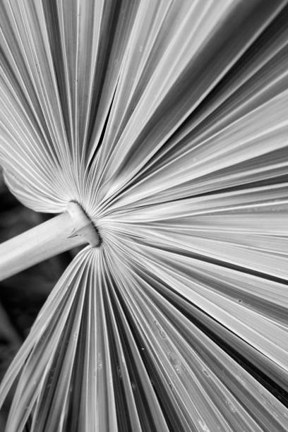istock Monochrome image of dramatic, radiating lines in tropical leaves. 672656882