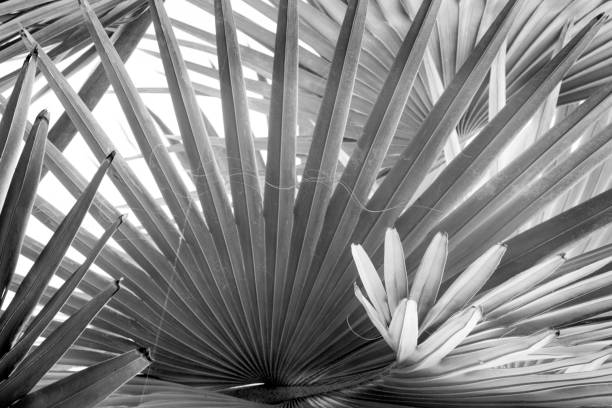 istock Monochrome image of dramatic, radiating lines in tropical leaves. 672656946