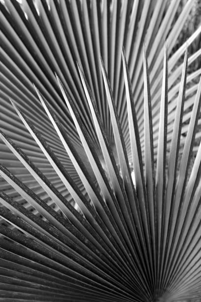 istock Monochrome image of dramatic, radiating lines in tropical leaves. 672657064