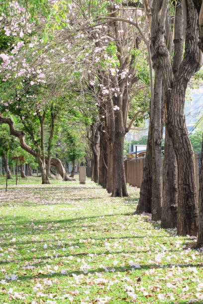 istock Pink flowers Tabebuya rosea blossom on with tree 672657484