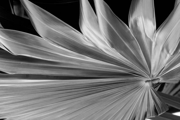 istock Monochrome image of dramatic, radiating lines in tropical leaves. 672657512