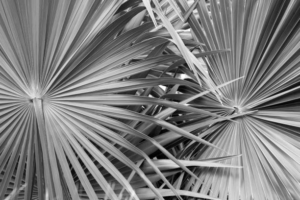 istock Monochrome image of dramatic, radiating lines in tropical leaves. 672657658