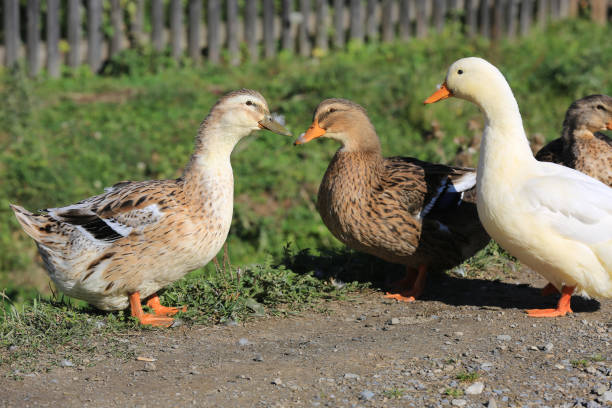 istock fannu gooses on farm 672657952