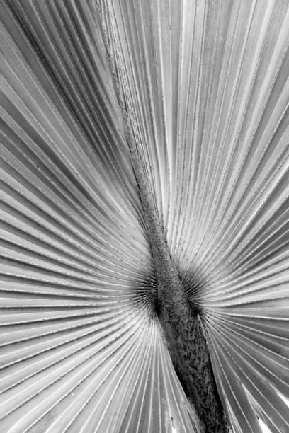 istock Monochrome image of dramatic, radiating lines in tropical leaves. 672658018