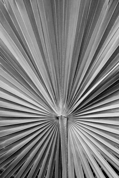 istock Monochrome image of dramatic, radiating lines in tropical leaves. 672660356