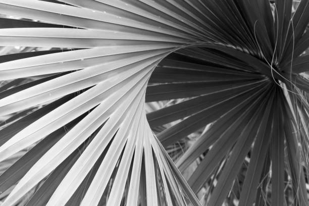istock Monochrome image of linear blades of a tropical plants. 672660508