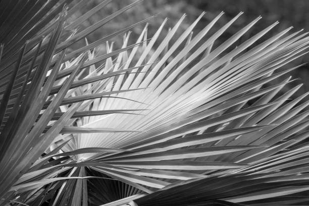istock Monochrome image of linear blades of a tropical plants. 672661006