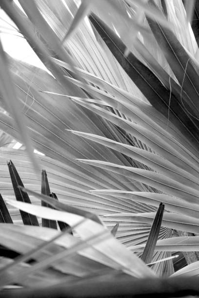 istock Monochrome image of dramatic, radiating lines in tropical leaves. 672661374
